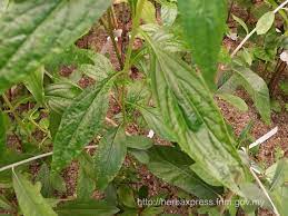 This is a traditional preparation used to maintain general health. Herba Xpress