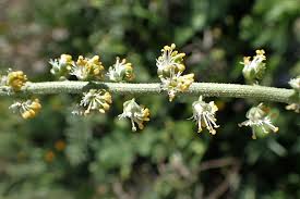 Image result for Caylusea