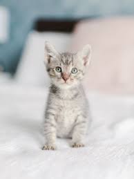 Tell us the story of how you met your furry best friend and help other pet lovers discover. Our Foster Kittens 14 Kittens From The Sd Humane Kitten Nursery