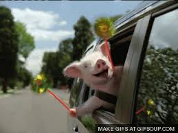 Hilarious office quotes of the day. 60 Best Pig Puns And Jokes That Are Oinkin Hilarious