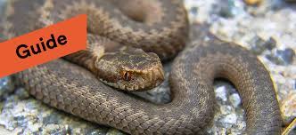 Huggorm på tomtenthunmarkshuggormssanering.se, huggormssanering thomas thunmark, huggorm, snok vid huggorm snok på tomten & fastighet & andra ormrelaterade problem. Huggormar Guide Till Hur Du Slipper Huggormar