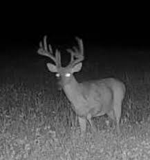 Indiana Rut Report