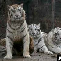 脱走のアフリカハゲコウ捕獲 脱走４日目に捕獲され 世界の動物たち 写真特集 時事ドットコム