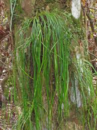 Image result for Vittaria