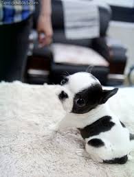 zauberhafte kleine hunderassen jenseits von susslich cute animals baby animals puppies