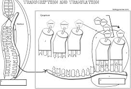 The newest transcription and translation worksheet answers images. Http Gpschools Schoolwires Net Cms Lib Mi01000971 Centricity Domain 2027 Transcription 20and 20translation 20with 20coloring Pdf