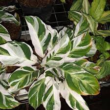 Namun, baik untuk tanaman hias. Jual Tanaman Hias Indoor Calathea Fusion White Shopee Indonesia