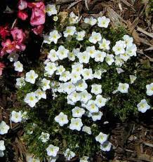 Image result for Nierembergia hippomanica