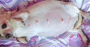 hamile chihuahua cinsi kopek dogum sirasinda herkesi sasirtti
