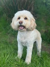 Poochie Paradise Dog Day...