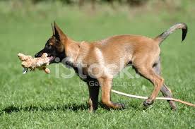 Der malinois ist der bevorzugte sporthund für schutzhundfreunde und wird immer häufiger bei polizei und zoll eingesetzt. Malinois Welpe Stock Photos Freeimages Com
