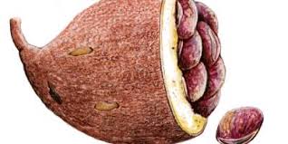 Image result for Achariaceae