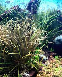 Image result for Blyxa