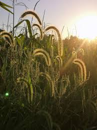 Image result for Setaria pseudaristata