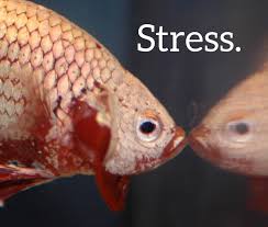 Top 6 Reasons Betta Fish Die And How To Prevent It Pethelpful By Fellow Animal Lovers And Experts