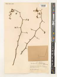 Image result for Lycium schizocalyx