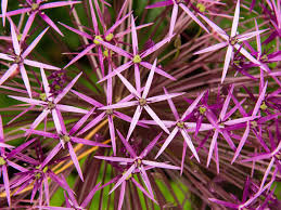 Check spelling or type a new query. 20 Star Shaped Flowers For Your Garden Plant Index