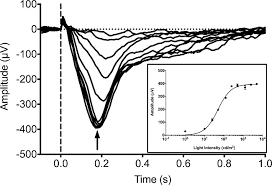 We did not find results for: Electroretinogram Analysis Of The Visual Response In Zebrafish Larvae Protocol