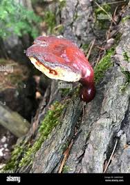 Image result for Ganoderma tsugae