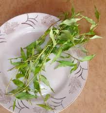 Daun sirih juga rendah kalori dan rendah lemak. Grow Your Own Daun Kesum The Herb You Must Use For Making Laksa It Is Easy And Cost Almost Nothing To Do Laksa Grow Your Own Herbs