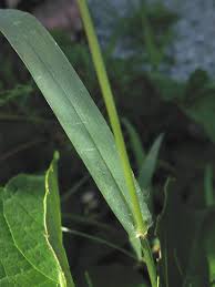 Image result for Setaria pumila
