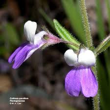 Image result for Plantaginaceae