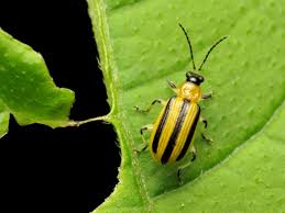 Knowledge management & info sharing. Pest Management Rodale Institute