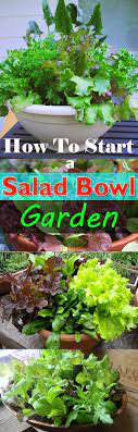 You can of course also just buy starter plants, but growing some of your own from seed is a fun learning experience! How To Start A Salad Bowl Garden Without Any Space Organic Vegetable Garden Organic Gardening Tips Growing Vegetables
