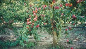Fertilization Of Peach Trees Peach Tree Fertilizer Haifa