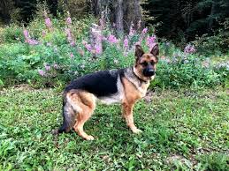 We have a german shepherd male puppy that is currently four months old. Love S German Shepherd