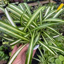 Image result for Chlorophytum silvaticum