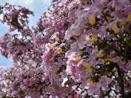 Kenapa bunga sakura bloom pada waktu berbeza di setiap lokasi? Musim Bunga Sakura Malaysia