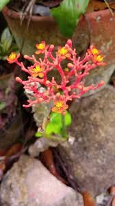 You'll find everything from common favorites like roses and tulips to exotic plants and flowers. The Macrophotography Of Philippines Native Flowers Steemit