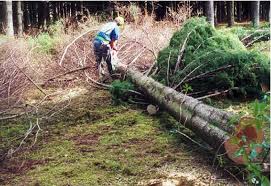 Maybe you would like to learn more about one of these? Nz Farm Forestry Comparing The Wood Properties Of Cypress Species