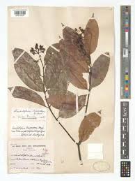 Image result for Landolphia owariensis