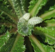 Image result for Berkheya carlinopsis