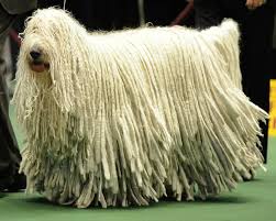 Afbeeldingsresultaat voor komondor