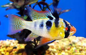 Cichlids Care | African Cichlids Guide – Holey Rock, Llc