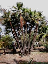 Image result for Acoelorrhaphe wrightii