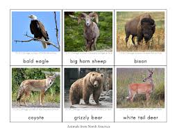 Montessori Animals And Their Continents Geography Animals Printable Animal Pictures Animal Printables
