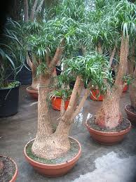 Image result for Beaucarnea recurvata