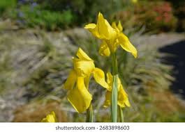 Image result for Moraea spathulata