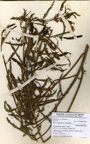 Image result for Aeschynomene cristata