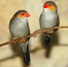 Yellow Bird With Red Cheeks Image Estrilda Melpoda Orange Cheeked Waxbill Biolib Cz Finch Pretty Birds Beautiful Creatures