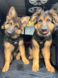 Wildrides Cash Days Event Photos Released