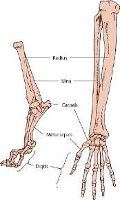 Dog front leg muscle anatomy. Description And Physical Characteristics Of Dogs Dog Owners Merck Veterinary Manual