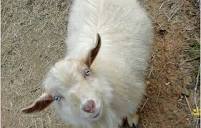 The Cute, Adorable Nigora Goat - Backyard Goats