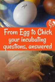 You want to turn then so that one side faces down and the other up. Incubating Chicken Eggs Your Questions Answered