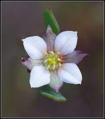 Boronia Parviflora Swamp Boronia Little Garden Beautiful Nature Flowers