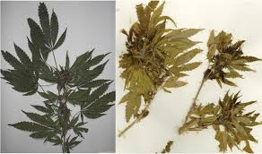 Maybe you would like to learn more about one of these? A Classification Of Endangered High Thc Cannabis Cannabis Sativa Subsp Indica Domesticates And Their Wild Relatives